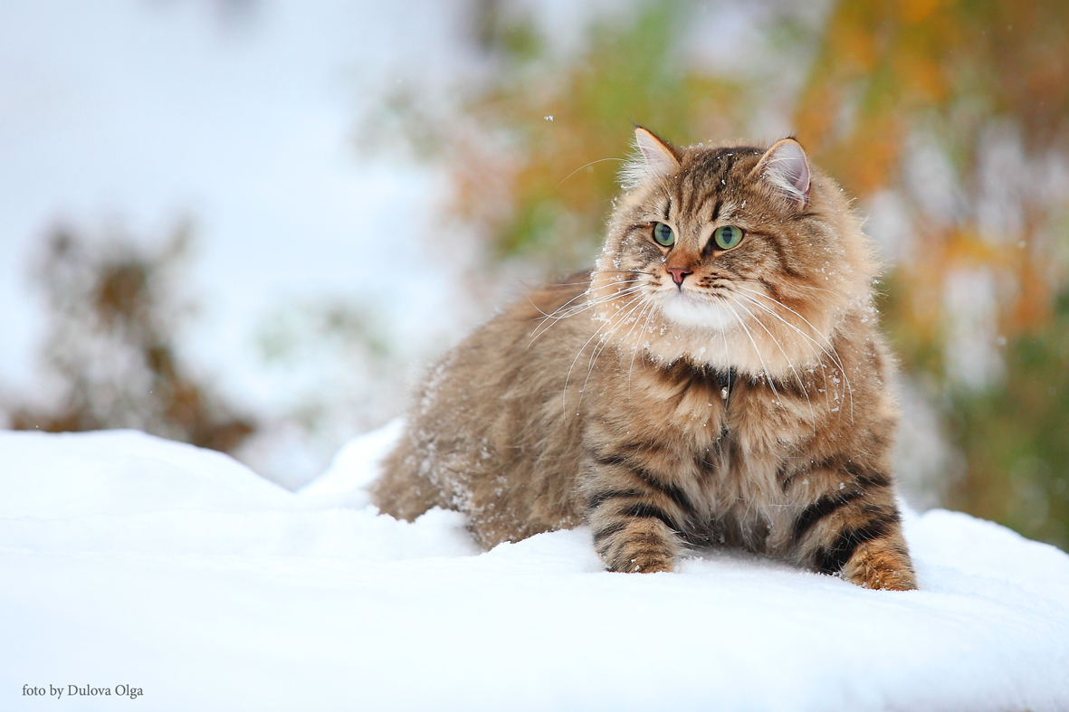 Сибирская кошка - русский характер